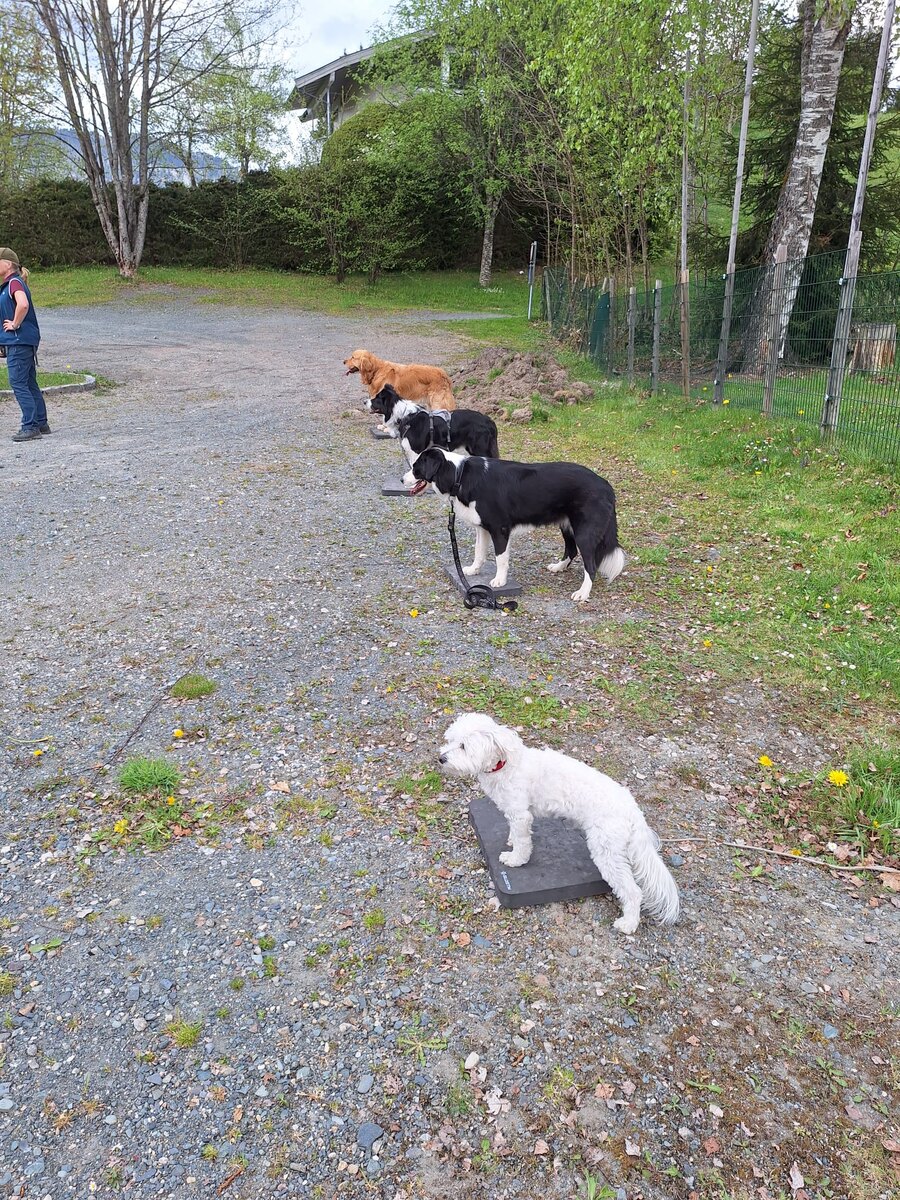 Mehrere Hunde im Plattformtraining in einer Reihe