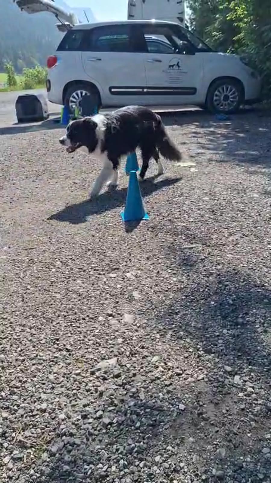 Hund läuft motiviert durch den Pylonen-Parcours